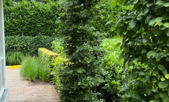 Smalle leiboom op een hoek van een tuinpad, omgeven door dichte hagen en siergrassen.